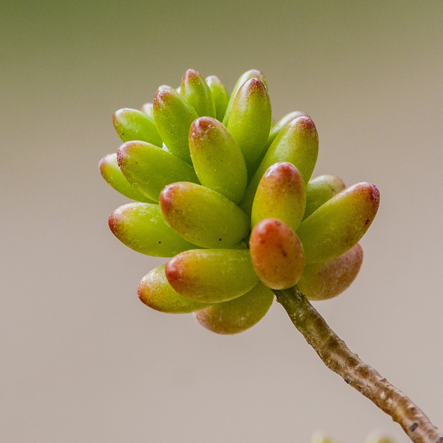 Sedum rubrotinctum